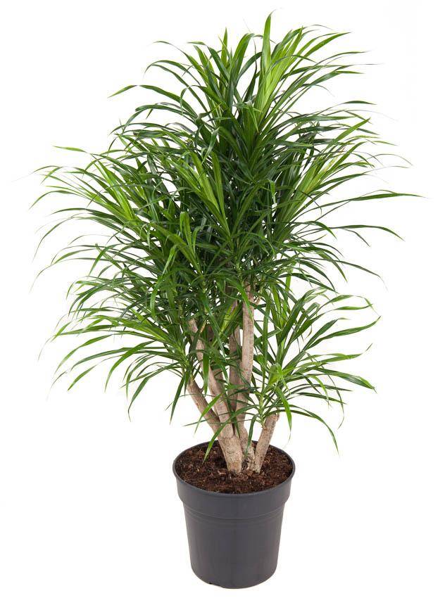 La Green Touch - Dracaena Anita Variegata 100cm - Plante d'intérieur- La Green Touch - Image 2