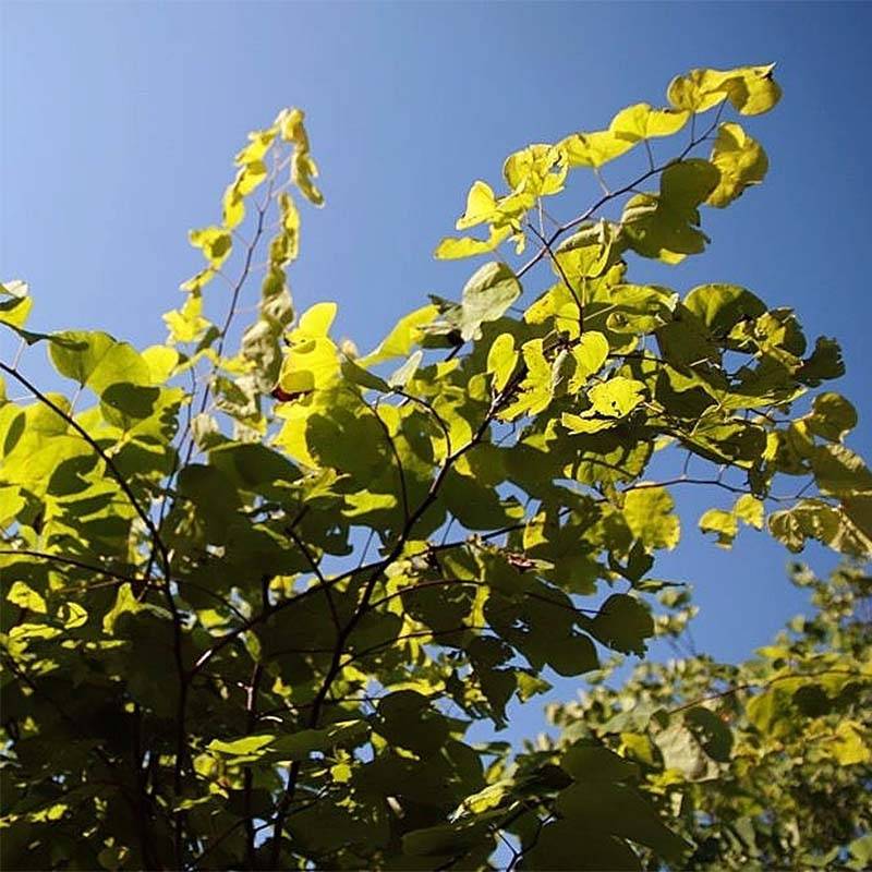Promesse de Fleurs - Cercis canadensis Hearts of Gold - Arbre de Judée doré Pot de 4L/5L - Image 1