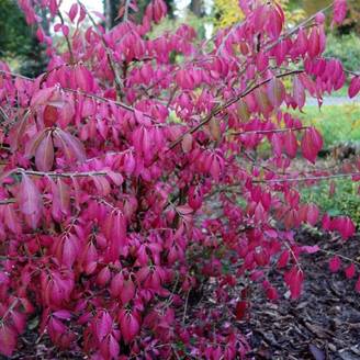 Fusain ailé nain (Euonymus alatus 'Compactus') - Godet 9cm - Pépinières Naudet