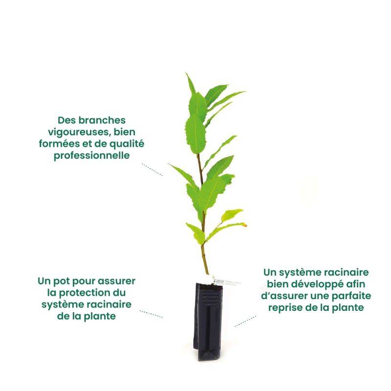 Fusain ailé nain (Euonymus alatus 'Compactus') - Godet 9cm - Pépinières Naudet - Image 2