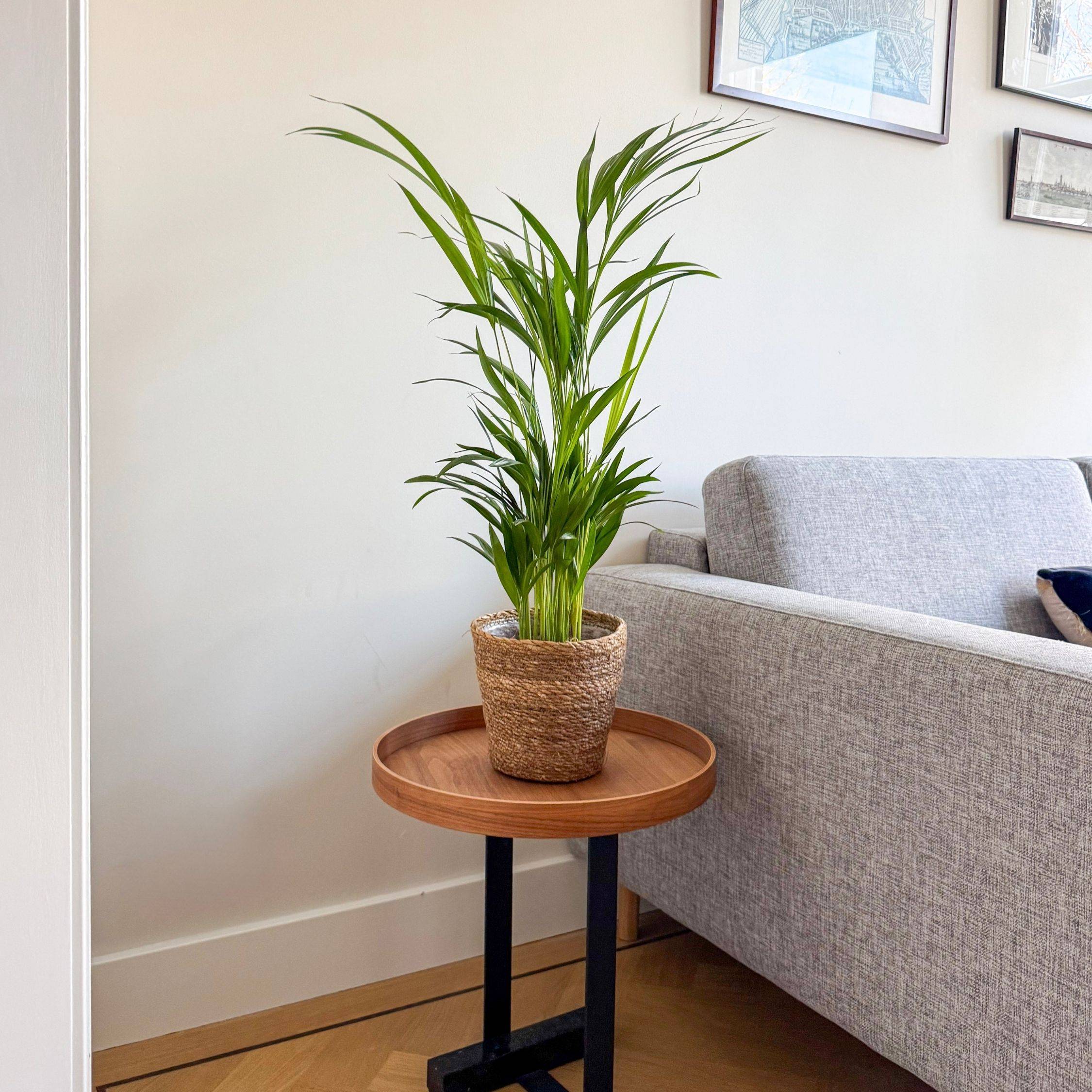 Palmier areca - Dypsis lutescens - Avec panier - Hauteur 60-70cm - ⌀17cm - Image 3