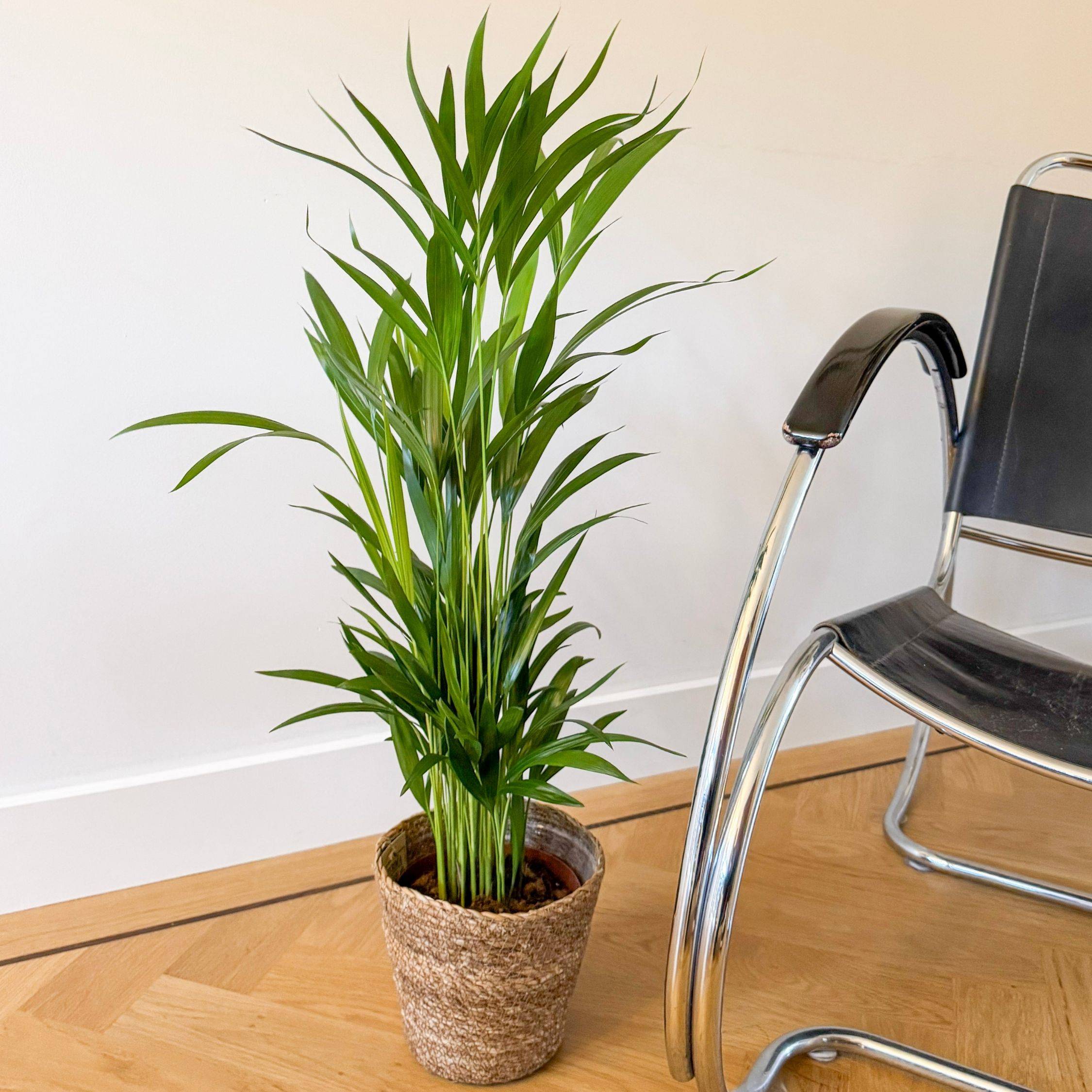 Palmier areca - Dypsis lutescens - Avec panier - Hauteur 60-70cm - ⌀17cm - Image 2