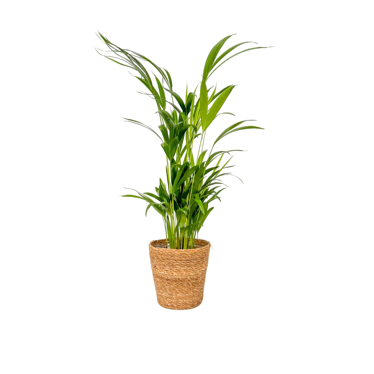 Palmier areca - Dypsis lutescens - Avec panier - Hauteur 60-70cm - ⌀17cm - Image 1
