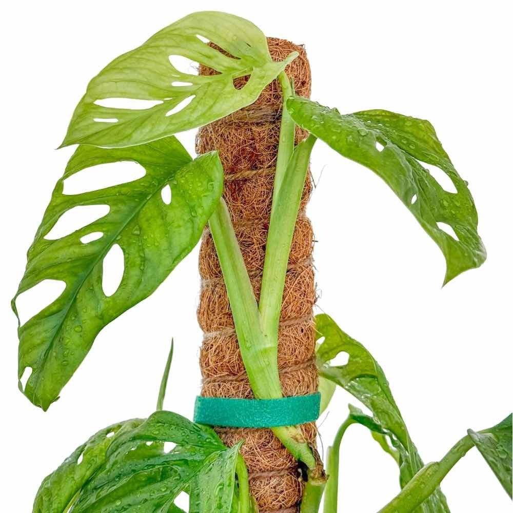 Lot X2 Tuteurs empilables pour plantes en fibres de coco + 1m ruban velcro Offert - Support pour plantes grimpantes - Image 9