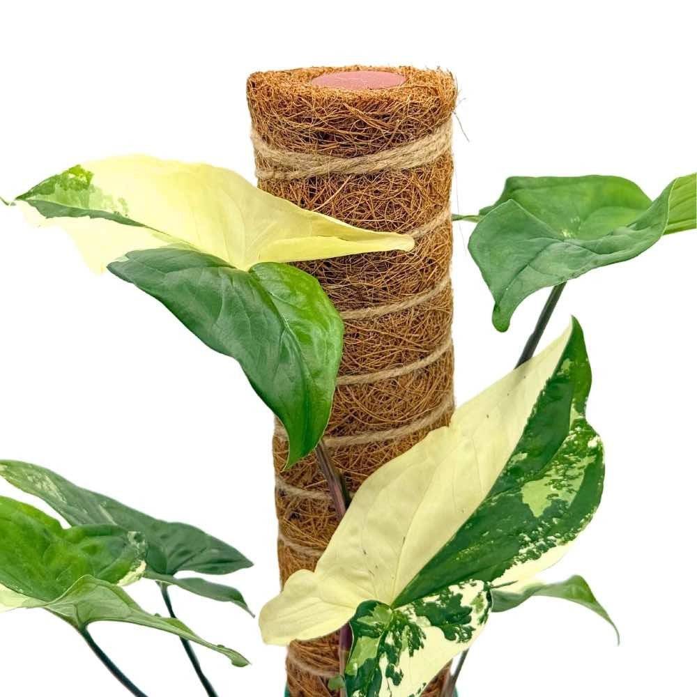 Lot X2 Tuteurs empilables pour plantes en fibres de coco + 1m ruban velcro Offert - Support pour plantes grimpantes - Image 2