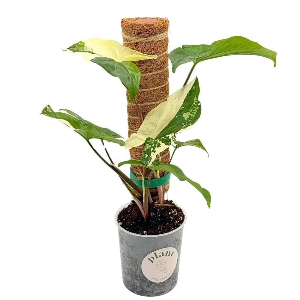 Lot X2 Tuteurs empilables pour plantes en fibres de coco + 1m ruban velcro Offert - Support pour plantes grimpantes - Image 10