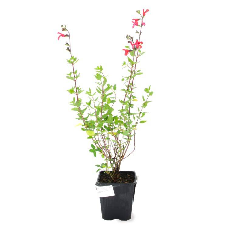 3 Sauges de Graham (Salvia Microphylla) - Lot de 3 vivaces - Pépinières Naudet - Image 2