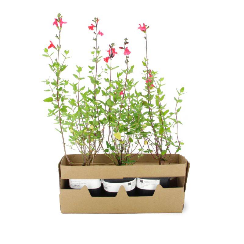 3 Sauges de Graham (Salvia Microphylla) - Lot de 3 vivaces - Pépinières Naudet - Image 4