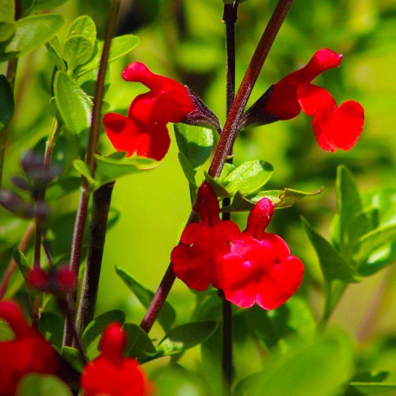 3 Sauges de Graham (Salvia Microphylla) - Lot de 3 vivaces - Pépinières Naudet - Image 1
