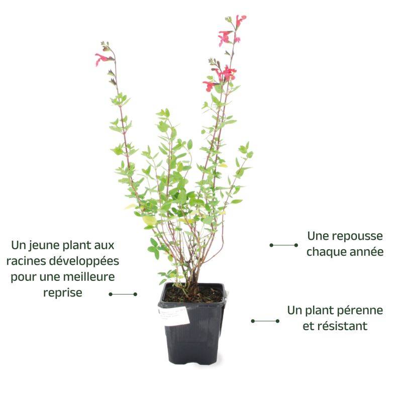 3 Sauges de Graham (Salvia Microphylla) - Lot de 3 vivaces - Pépinières Naudet - Image 3