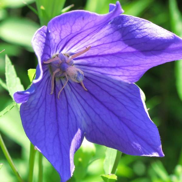 Platycodon grandiflorus Mariesii Godet de 7/8 cm