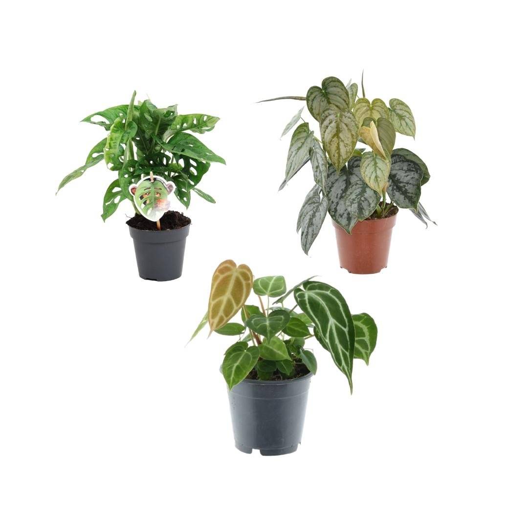 Coffret trio plantes rares h25cm- La Green Touch - Image 2