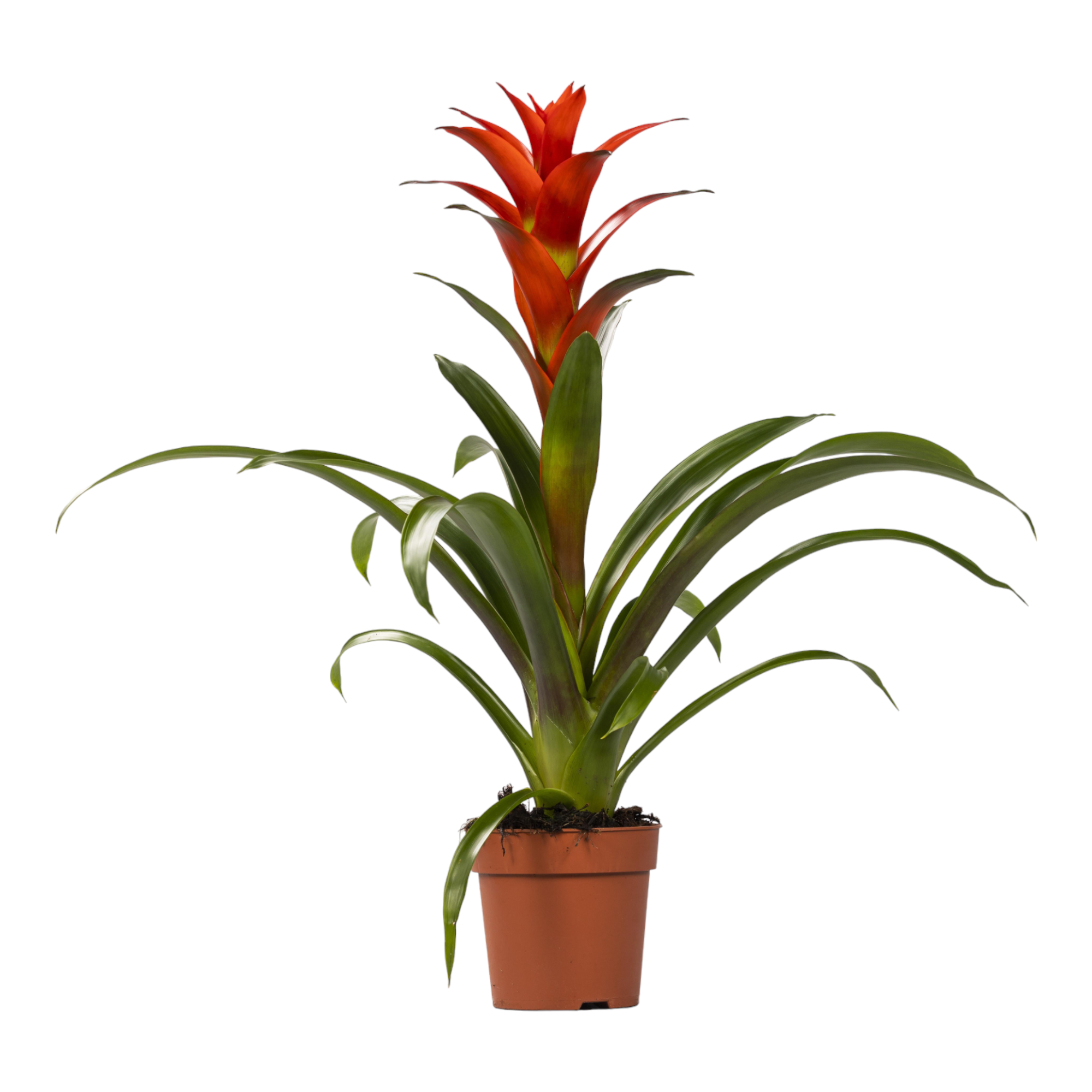 Guzmania Ostara 45cm - Plante d'intérieur- La Green Touch - Image 1
