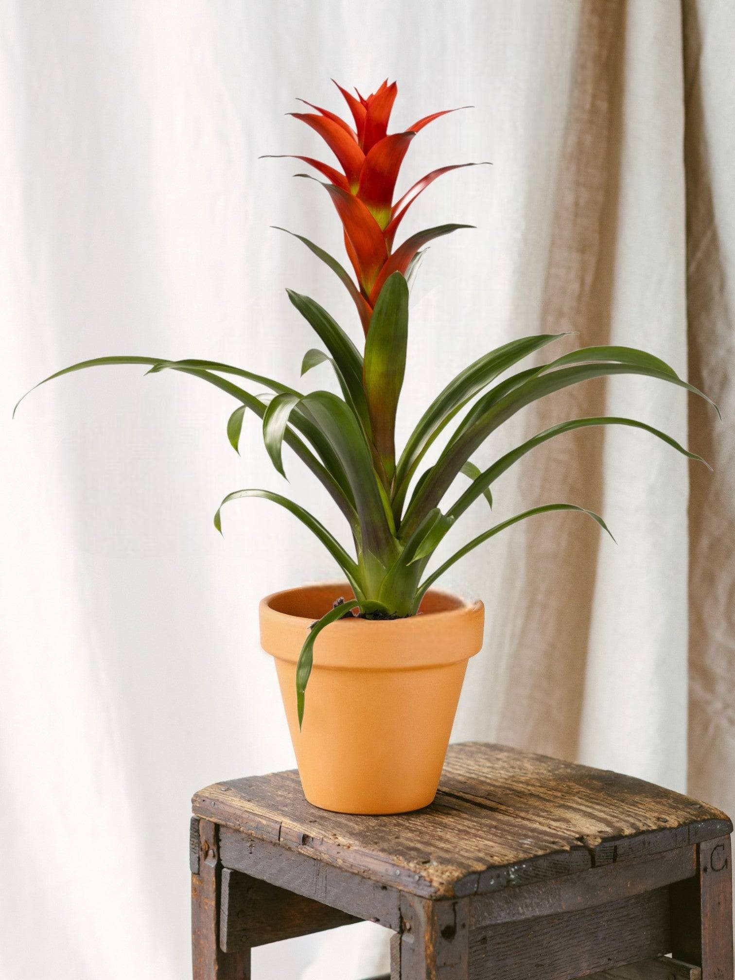 Guzmania Ostara 45cm - Plante d'intérieur- La Green Touch - Image 2