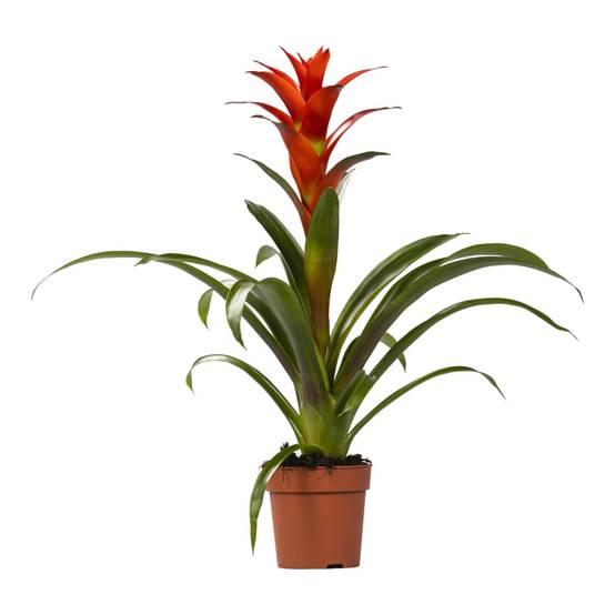 Guzmania Ostara 45cm - Plante d'intérieur- La Green Touch - Image 3
