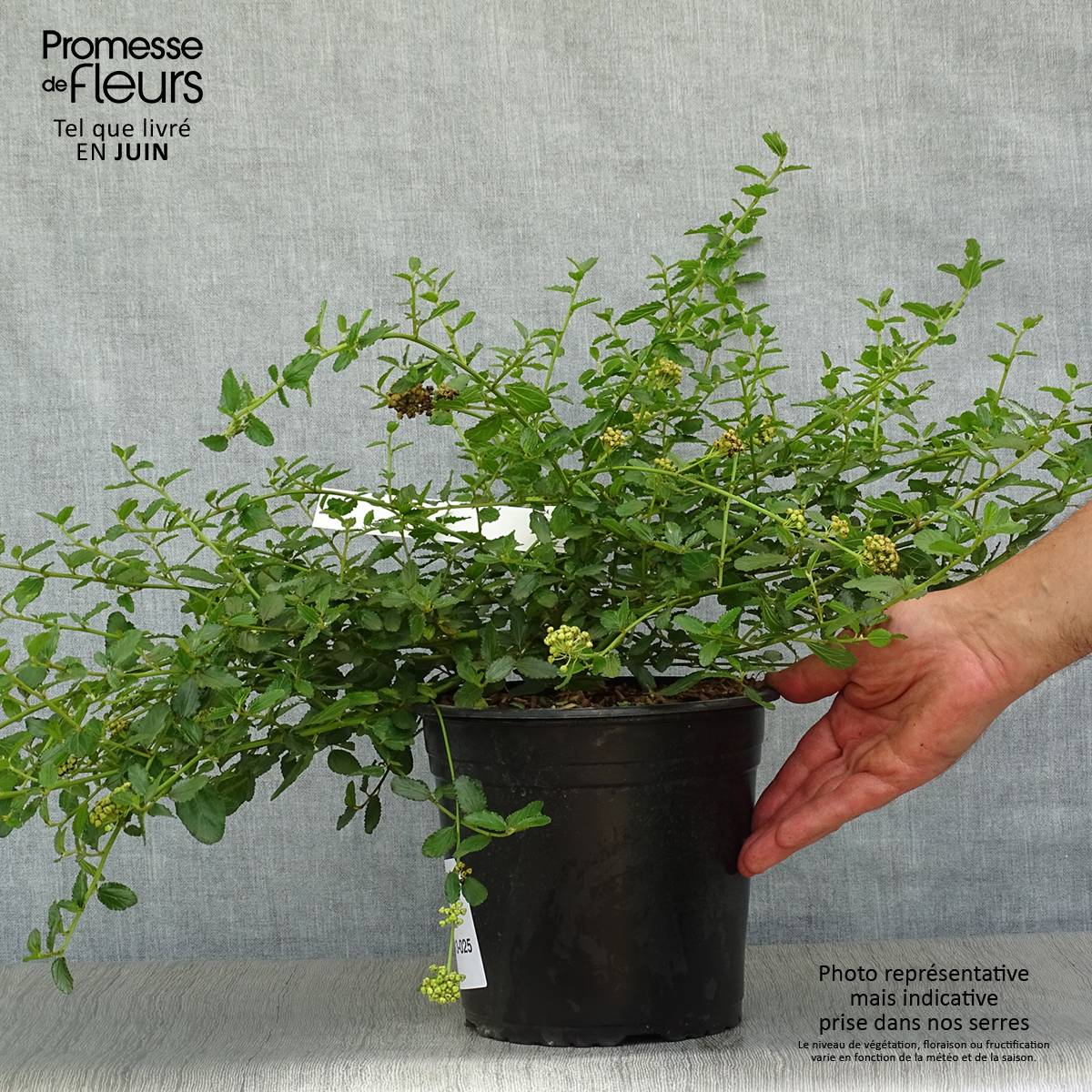 Promesse de Fleurs - Céanothe prostratus - Céanothe prostré Pot de 4L/5L - Image 2