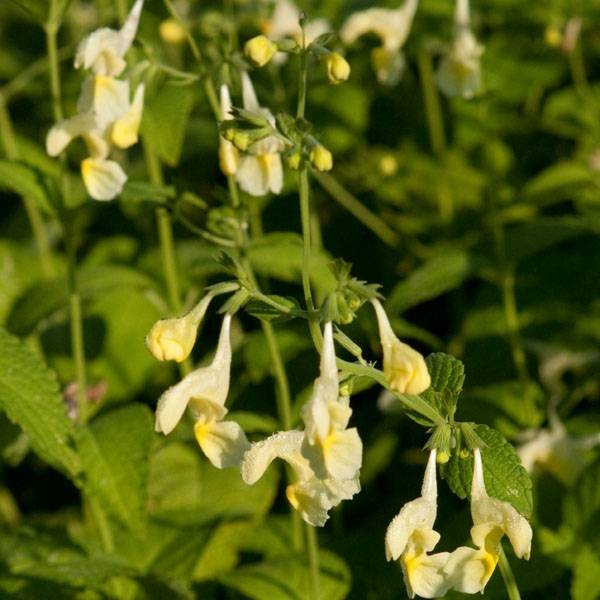 Promesse de Fleurs - Nepeta govaniana Godet de 8/9 cm