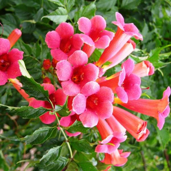 Campsis radicans Flamenco - Bignone de Virginie Pot de 2L/3L