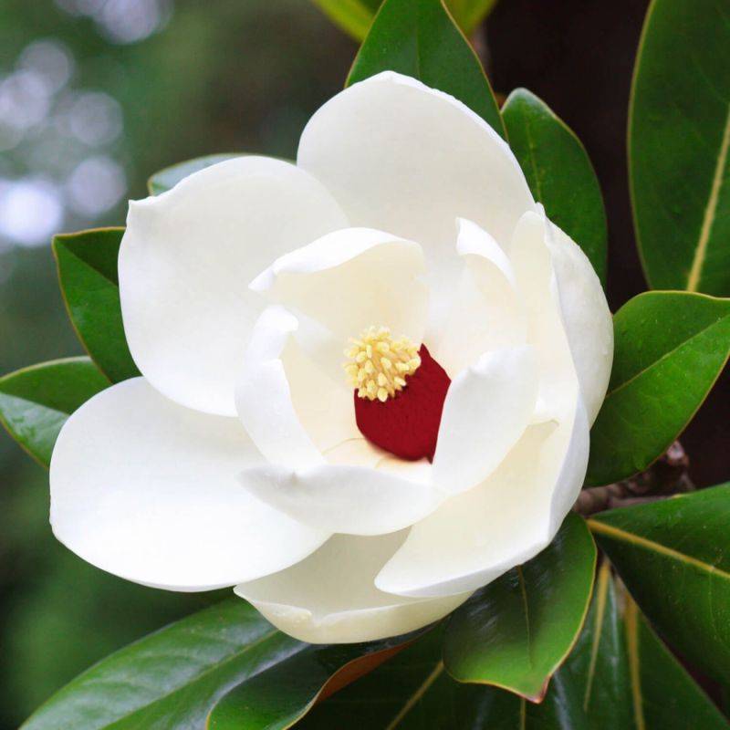 Magnolia de Siebod (Magnolia sieboldii) - Godet 9cm - Pépinières Naudet