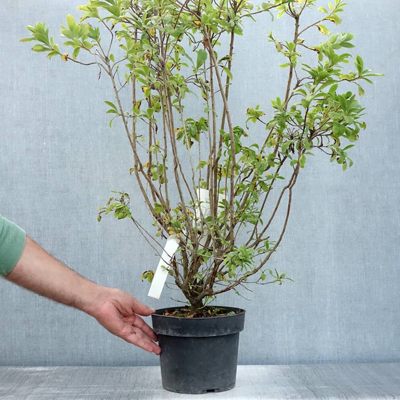 Promesse de Fleurs - Azalée de Chine Sommerduft - Rhododendron viscosum Pot de 4L/5L - Image 2