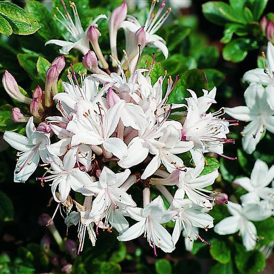Promesse de Fleurs - Azalée de Chine Sommerduft - Rhododendron viscosum Pot de 4L/5L - Image 1