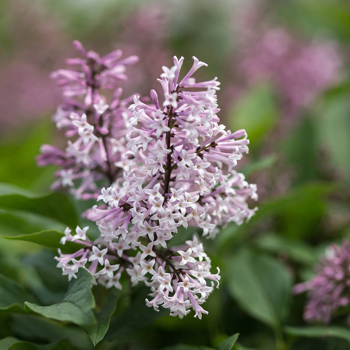 Lilas - Syringa Little Lady First Editions Pot de 3L/4L