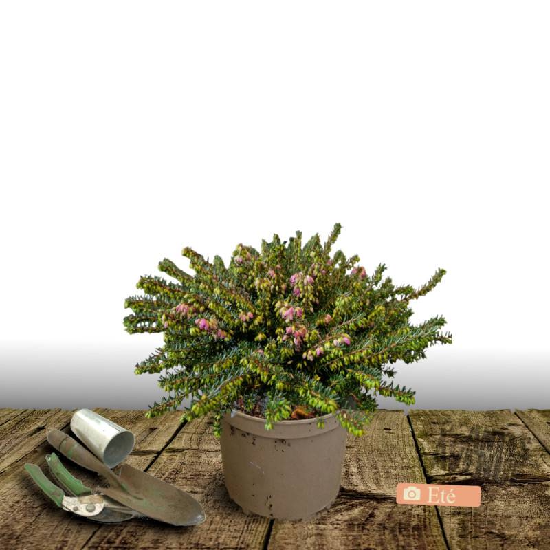 Bruyère d'hiver Kramer Rot à fleurs Rose/ - feuillage Persistant - Pot de 3L - 20/40 cm - Image 2