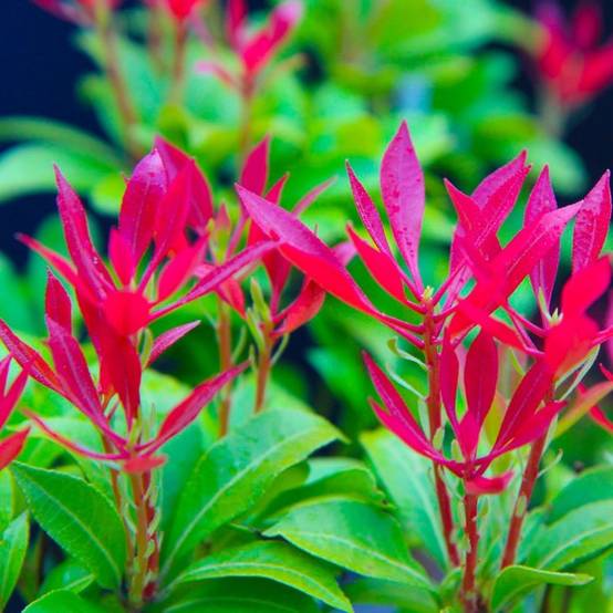 Andromède du Japon 'Forest Flame' (Pieris japonica 'Forest Flame') - Godet - Taille 10cm - Pépinières Naudet - Image 1