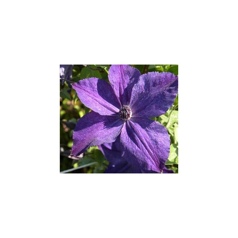 Clématite viticella Glorious® Surprise 'Zo24010' à fleurs Violette - feuillage Caduc - Pot de 2L - Tuteur bambou 60/90 cm-  hauteur à maturité De 1,50 - Image 6