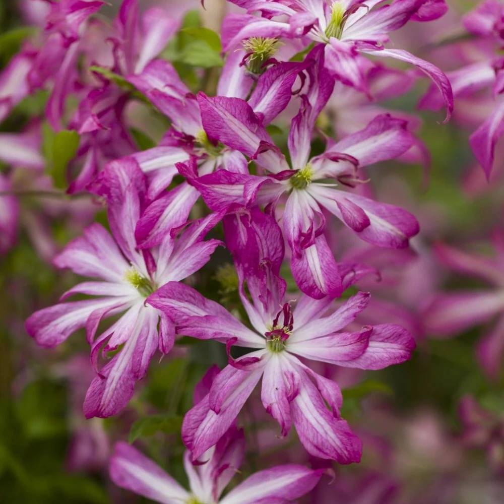 Clématite viticella Glorious® Surprise 'Zo24010' à fleurs Violette - feuillage Caduc - Pot de 2L - Tuteur bambou 60/90 cm-  hauteur à maturité De 1,50 - Image 1