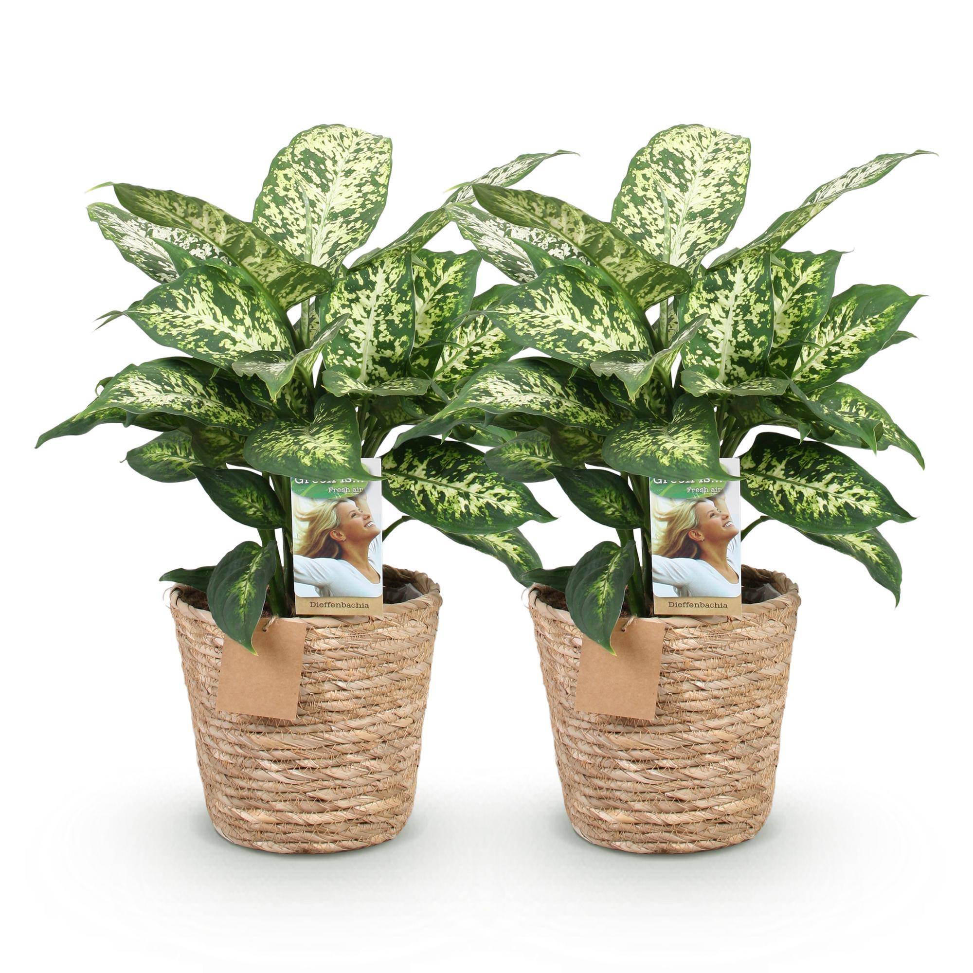 Dieffenbachia Compacta - D17 H50cm - Image 3