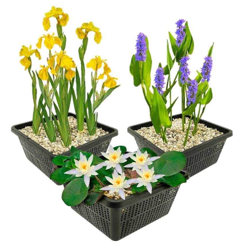 0 - Set Nénuphar Blanc - 9 Plantes - Bassin - Rustique - Image 1