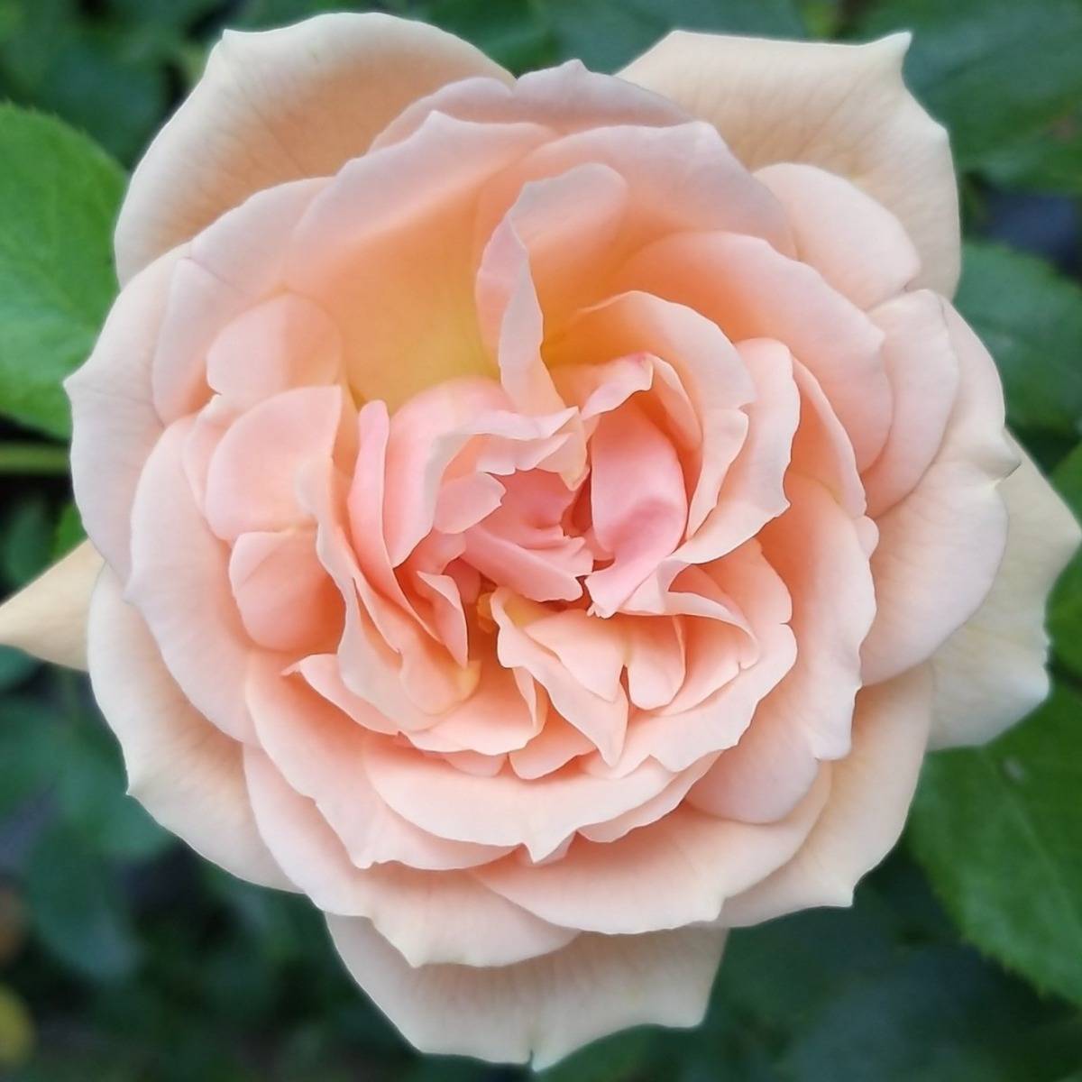 Promesse de Fleurs - Rosier à fleurs groupées Garden of Roses - Joie de Vivre Pot de 4L/5L