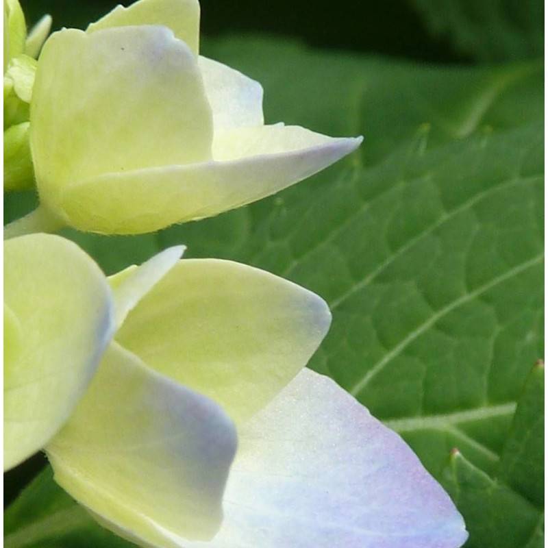 Hortensia Renaissance®, Hydrangea macrophylla à fleurs Rose - feuillage Caduc - Pot de 1,5L - 20/40 cm-  hauteur à maturité De 1,00 m à 1,50 m - Image 1