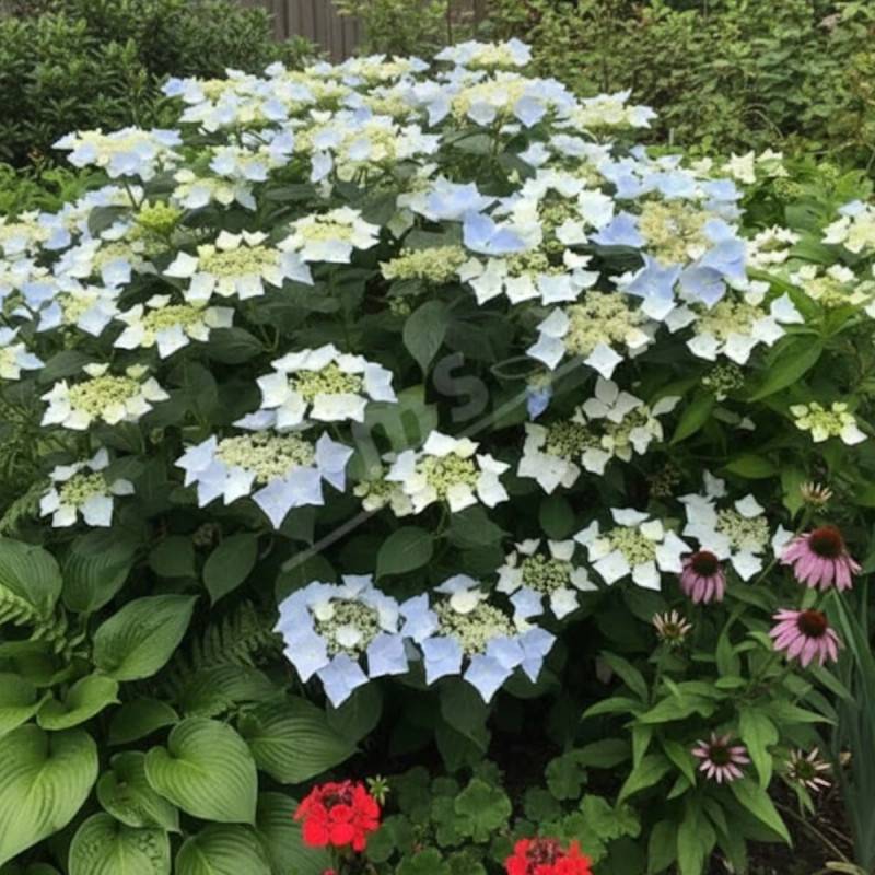 Hortensia Renaissance®, Hydrangea macrophylla à fleurs Rose - feuillage Caduc - Pot de 1,5L - 20/40 cm-  hauteur à maturité De 1,00 m à 1,50 m - Image 4