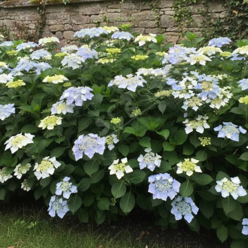 Hortensia Renaissance®, Hydrangea macrophylla à fleurs Rose - feuillage Caduc - Pot de 1,5L - 20/40 cm-  hauteur à maturité De 1,00 m à 1,50 m - Image 5