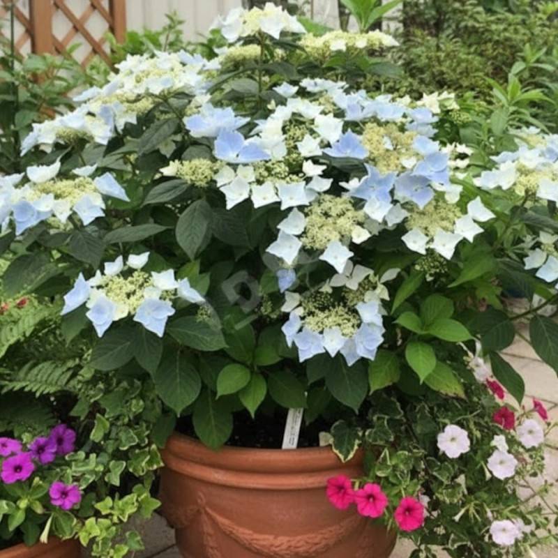 Hortensia Renaissance®, Hydrangea macrophylla à fleurs Rose - feuillage Caduc - Pot de 1,5L - 20/40 cm-  hauteur à maturité De 1,00 m à 1,50 m - Image 3