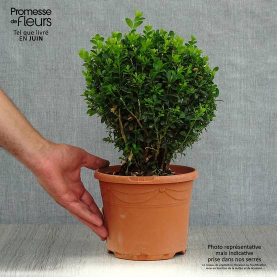 Buis boule - Buxus sempervirens Pot de 2L/3L, Boule - Image 2