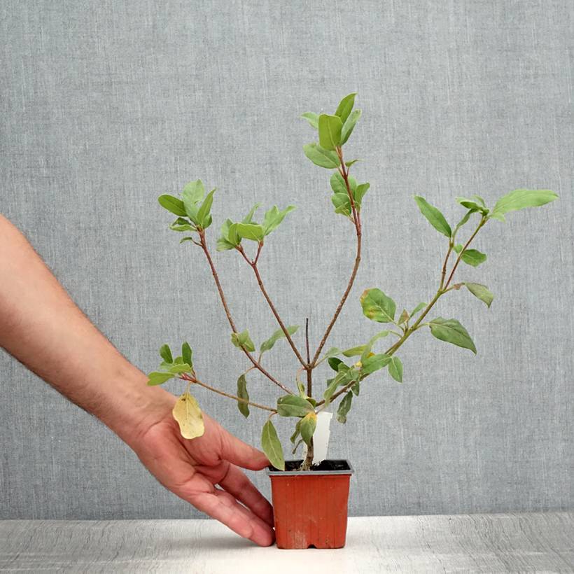 Promesse de Fleurs - Viorne, Laurier tin - Viburnum tinus Gwenlian Godet de 8/9 cm - Image 2