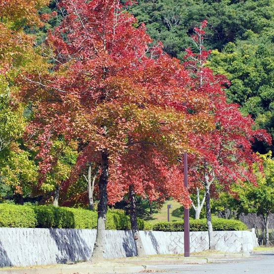 Liquidambar formosana - Copalme de Chine Pot de 12L/15L, Baliveau - Image 1