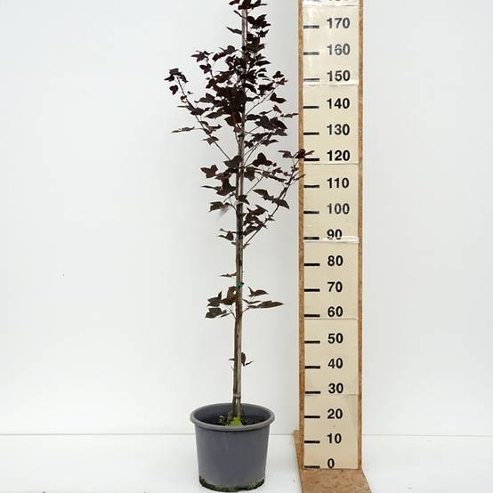 Liquidambar formosana - Copalme de Chine Pot de 12L/15L, Baliveau - Image 2