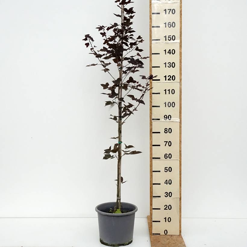 Liquidambar formosana - Copalme de Chine Pot de 12L/15L, Baliveau - Image 2