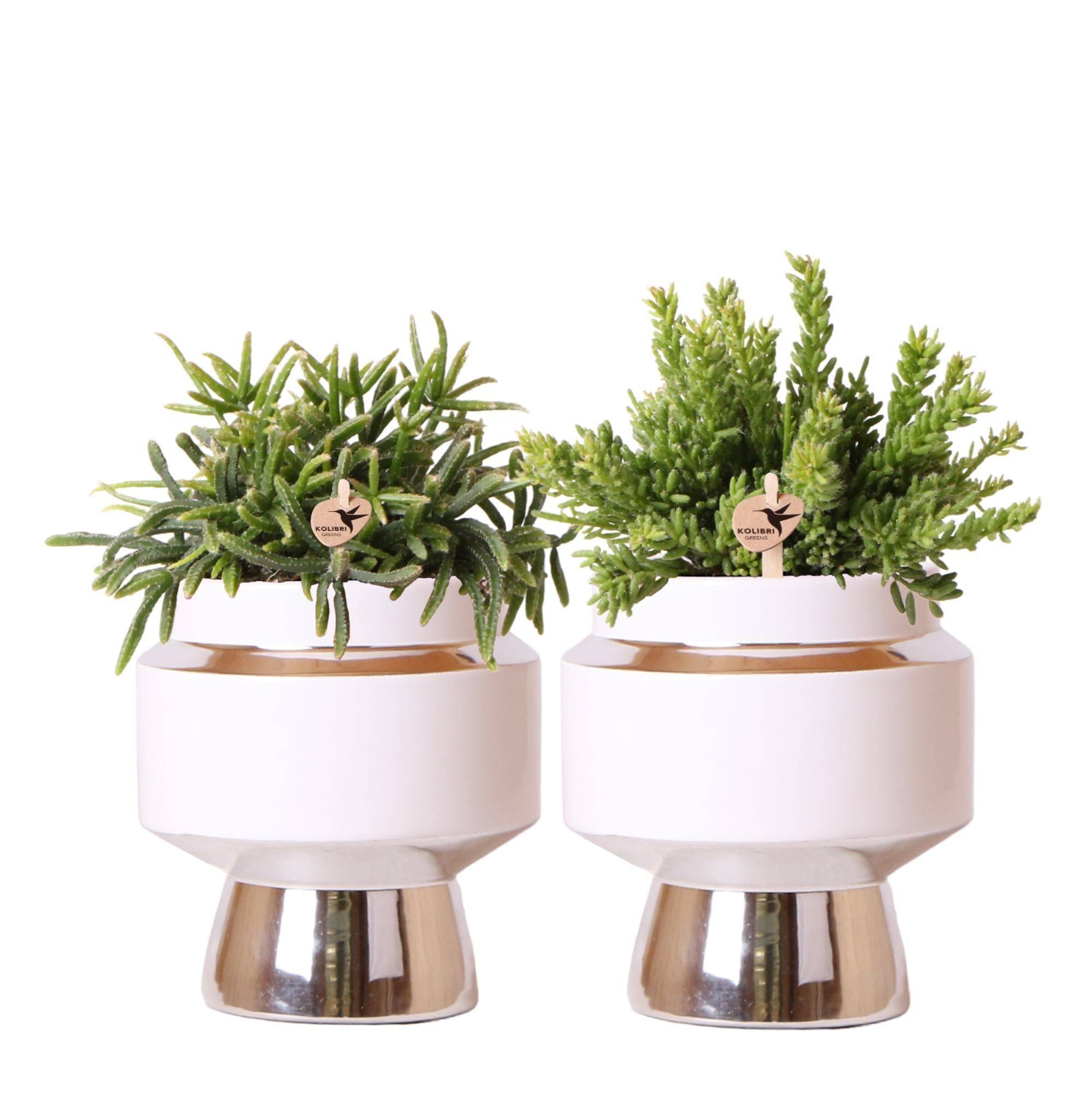 Duo de Rhipsalis et leurs caches-pots argenté et blanc- La Green Touch - Image 1