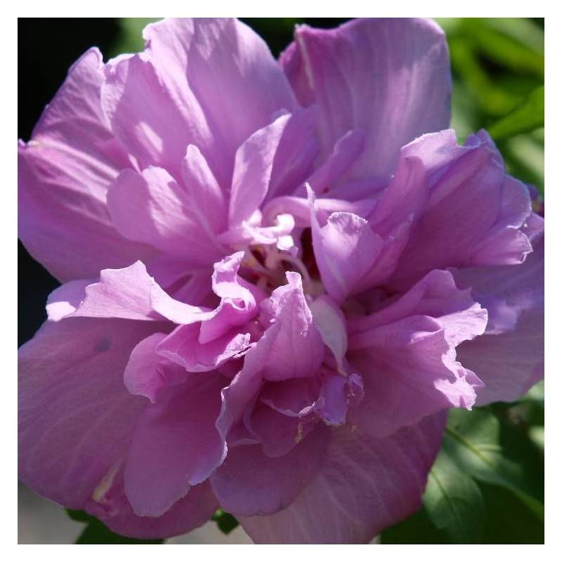 Hibiscus French Cabaret® Purple 'Mindouv5', Althéa à fleurs Violette - feuillage Caduc - Pot de 7,5L - 60/80 cm-  hauteur à maturité De 1,50 m à 2,00 - Image 1
