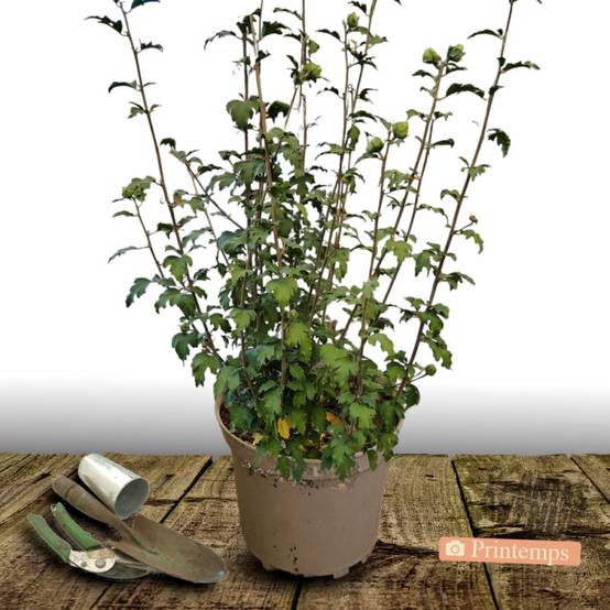 Hibiscus French Cabaret® Purple 'Mindouv5', Althéa à fleurs Violette - feuillage Caduc - Pot de 7,5L - 60/80 cm- hauteur à maturité De 1,50 m à 2,00 - Image 4