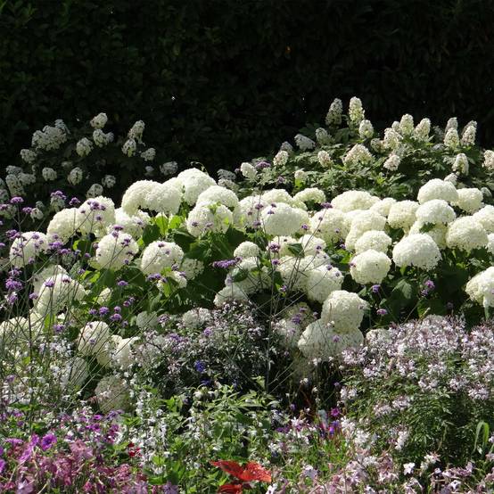 Hortensia arborescens Annabelle Pot de 3L/4L - Image 1