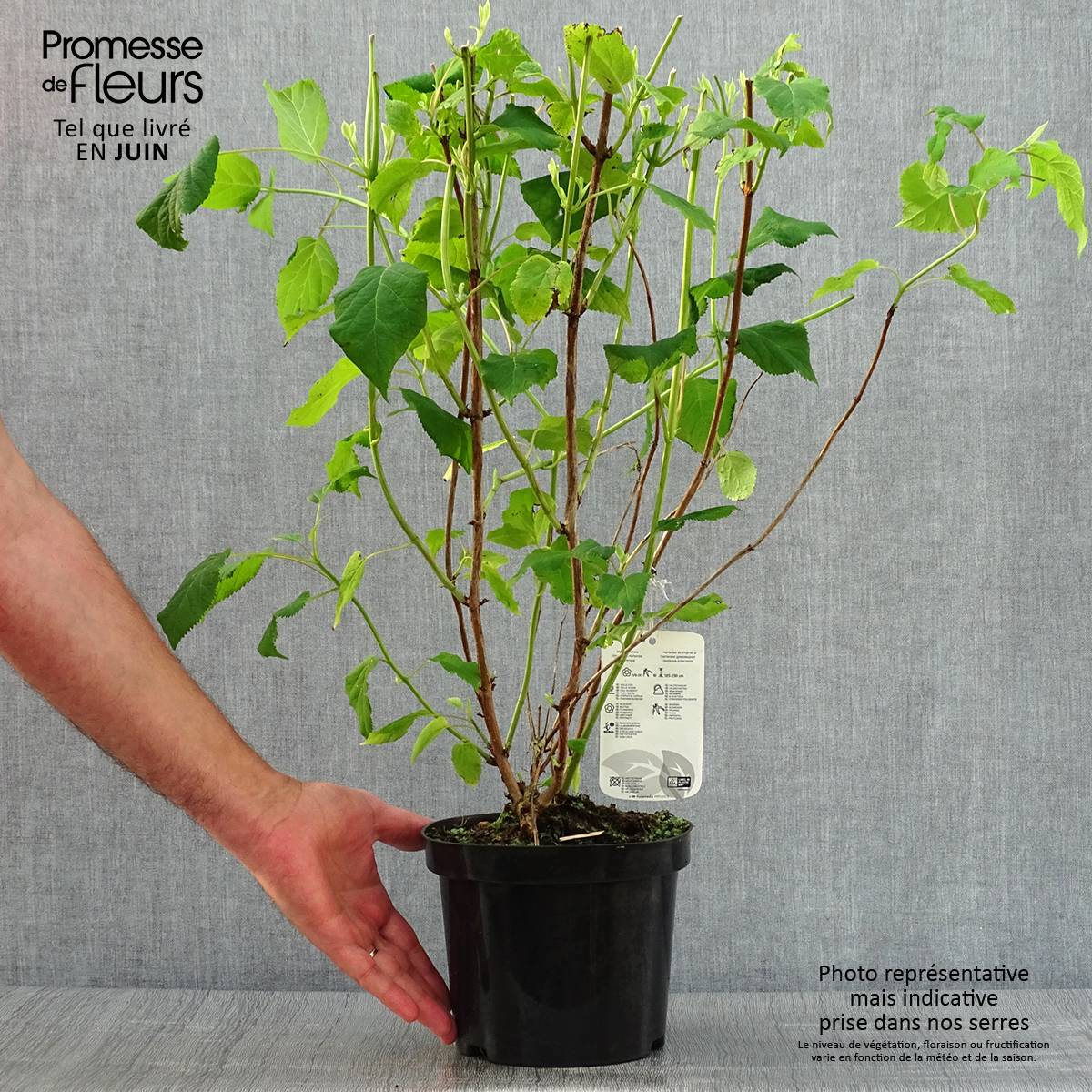 Hortensia arborescens Annabelle Pot de 3L/4L - Image 2
