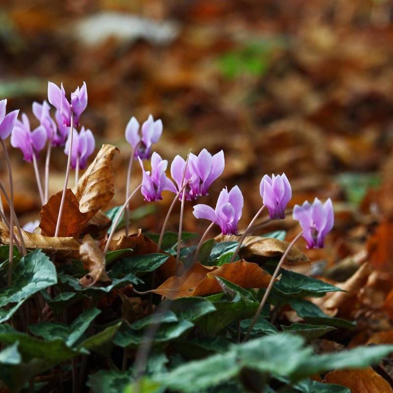 Cyclamen coum à fleurs Rose/ - feuillage Caduc - Godet - 5/20 cm
