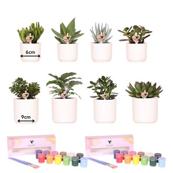 Coffret Créatif Visionnaire 8 Succulentes - Image 2