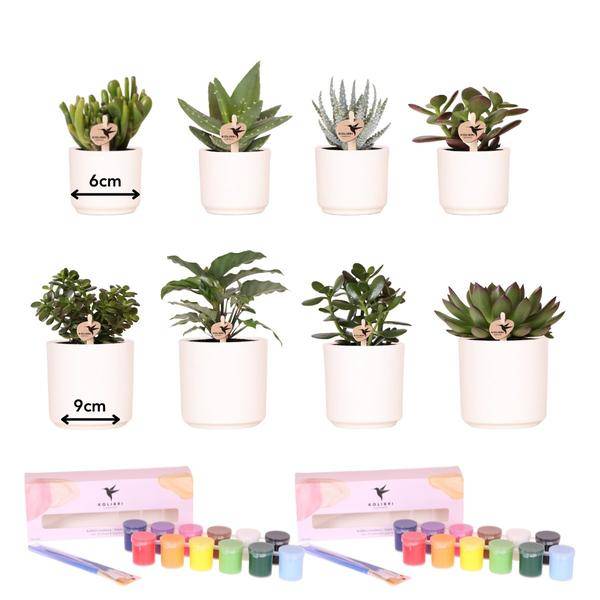 Coffret Créatif Visionnaire 8 Succulentes - Image 2